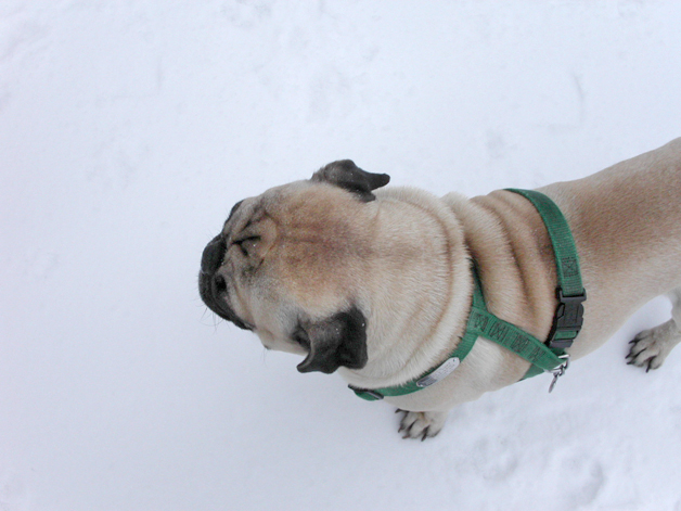 Tonto in the Snow