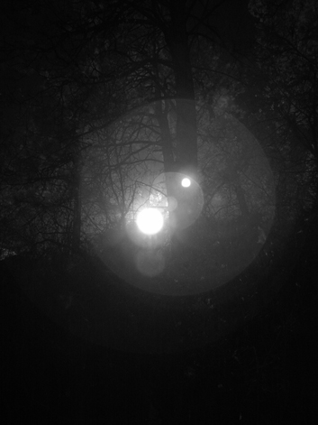 Dreamy Forest, Bandolier Park, NM